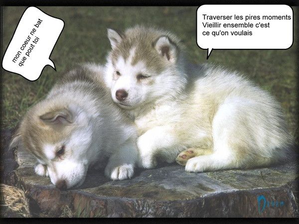 Rencontre personne aimant animaux